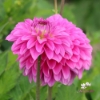 Picture of Go Go Pink