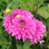 Picture of Go Go Pink