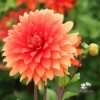Picture of Orange Sunrise