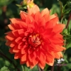 Picture of Orange Sunrise