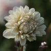 Picture of Pencil Art Sugar