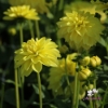Picture of Sunlady