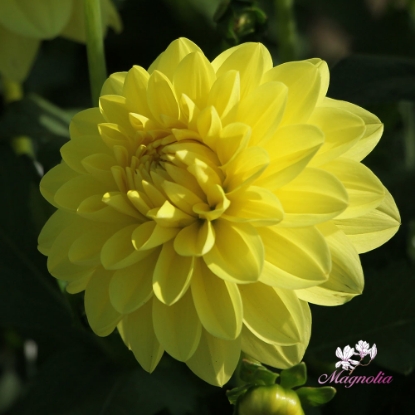 Picture of Sunlady