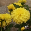 Picture of Sunlady