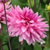 Picture of Titan Magenta