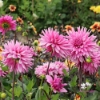 Picture of Titan Magenta