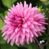 Picture of Titan Magenta