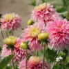 Picture of Pink Impact