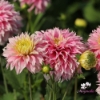 Picture of Pink Impact