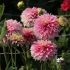 Picture of Pink Impact