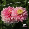 Picture of Pink Impact