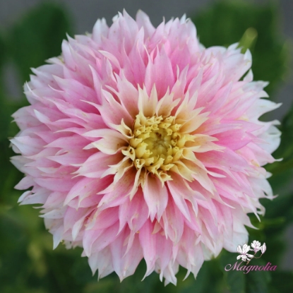 Picture of Pink Impact