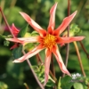 Picture of Honka Orange