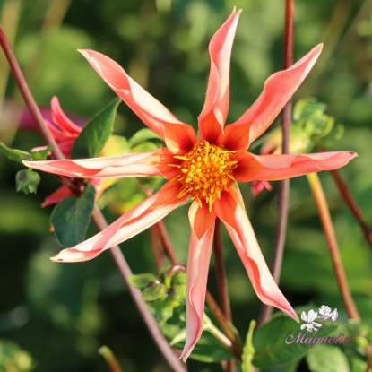 Picture of Honka Orange