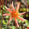 Picture of Honka Orange