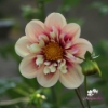 Picture of Rhubarb and Custard