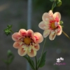 Picture of Rhubarb and Custard