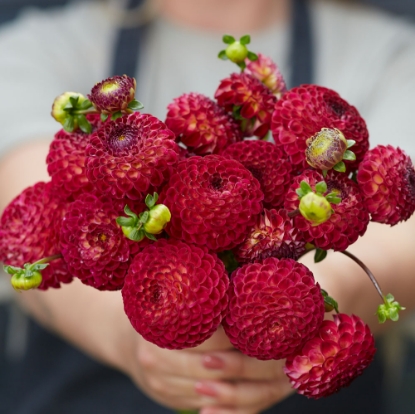 Picture of Ryecroft Blackberry