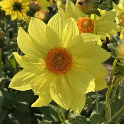Bild på Tournesol
