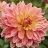 Picture of Wanda's Aurora