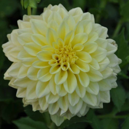 Picture of Go Go Yellow