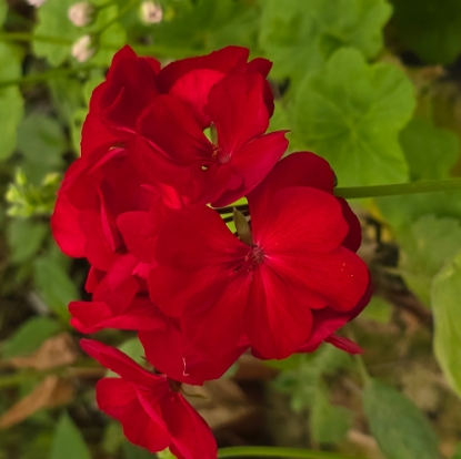 Bild på Calliope Dark Red