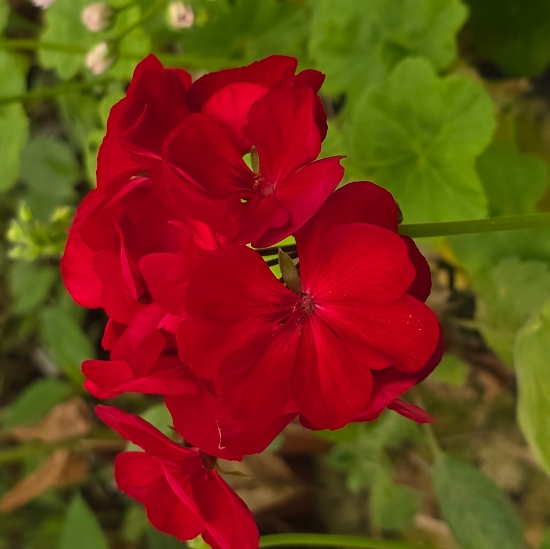 Bild på Calliope Dark Red