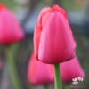 Picture of Red Pride (50st)