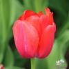 Picture of Red Pride (50st)