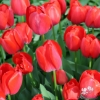 Picture of Red Pride (50st)