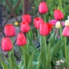Picture of Red Pride (50st)