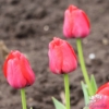 Picture of Red Pride (50st)
