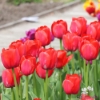 Picture of Red Pride (50st)