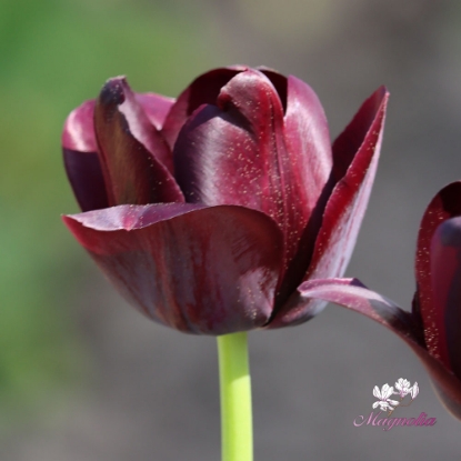 Bild på Queen of Night (50st)