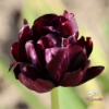 Picture of Black Hero (50st)