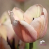 Picture of Apricot Pride (50st)