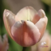 Picture of Apricot Pride (50st)