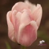 Picture of Apricot Pride (50st)
