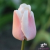 Picture of Apricot Pride (50st)