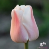 Picture of Apricot Pride (50st)