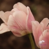 Picture of Apricot Pride (50st)
