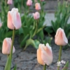 Picture of Apricot Pride (50st)