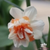 Picture of Replete (50st)