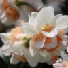 Picture of Replete (50st)