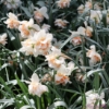 Picture of Replete (50st)