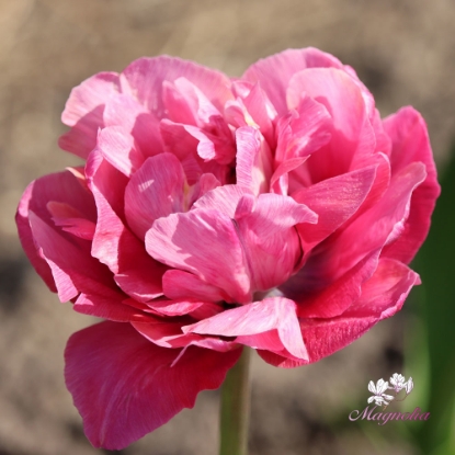 Bild på Amazing Grace (50st)