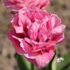 Bild på Amazing Grace (50st)