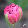 Bild på Amazing Grace (50st)