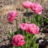 Bild på Amazing Grace (50st)