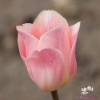 Bild på Apricot Beauty (50st)